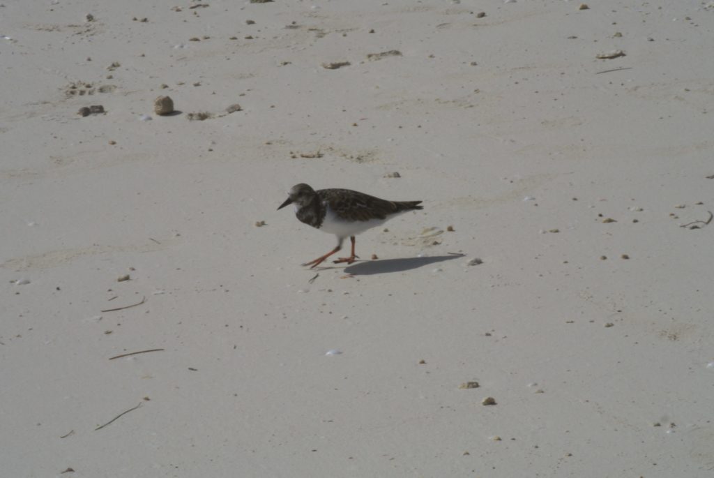 A little bird on the beach