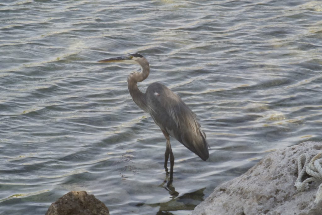 A heron in front of water rippled by the wind
