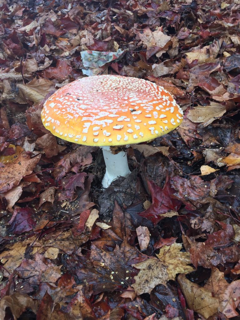 An orange capped mushroom with white speckles