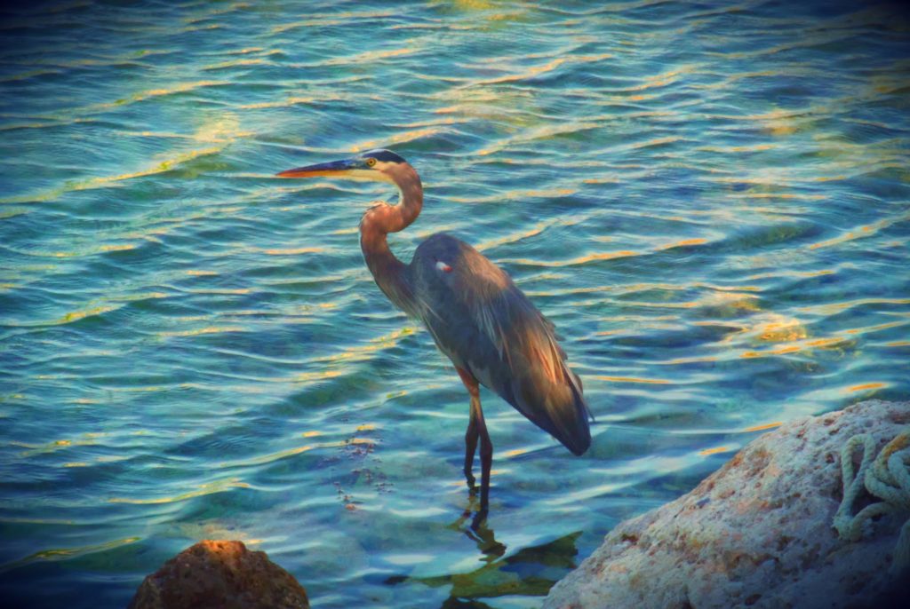 A bird in front of rippled water. There's a filter applied that vastly increases the contrast.